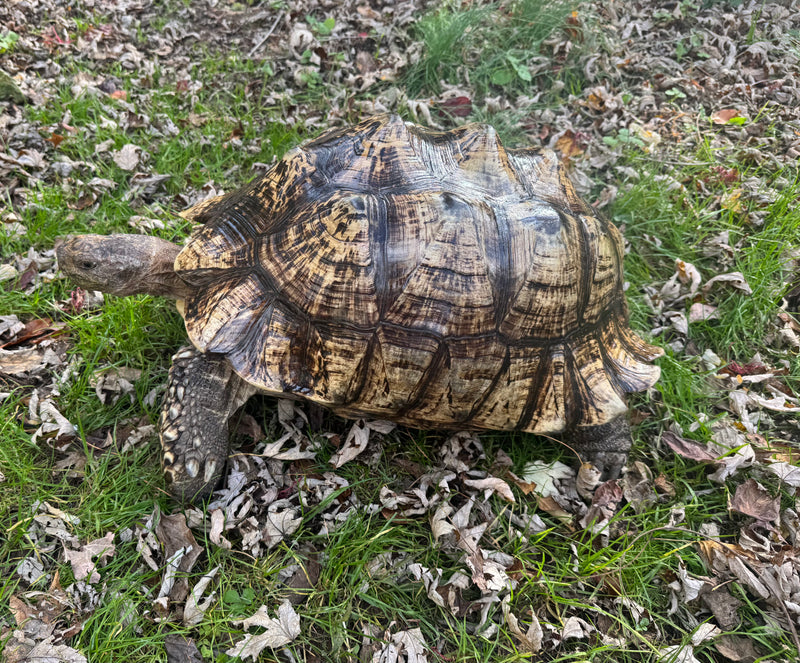 South African Giant Leopard Tortoise Adult Female