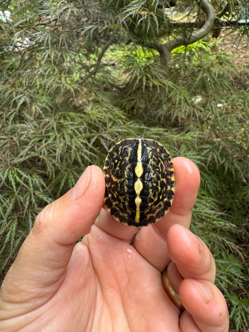 HI YELLOW Florida Box Turtle Baby 2024