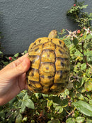 Eastern Hermann's Tortoise Adult Female