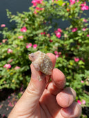 Albino Florida Snapping Turtle 2026