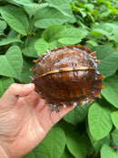 Spiny Hill Turtle CB 2023