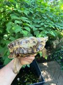 Homes Hinge-back Tortoise Adult Pair