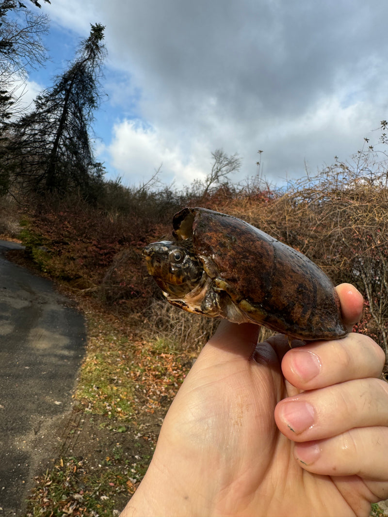 Stripe-necked Musk Turtle Adult Pair