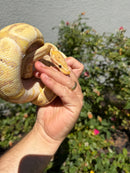 Banana Ball Python Mixed Morph Male