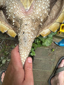 Common Snapping Turtle Adult Female
