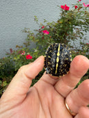 HI YELLOW Florida Box Turtle