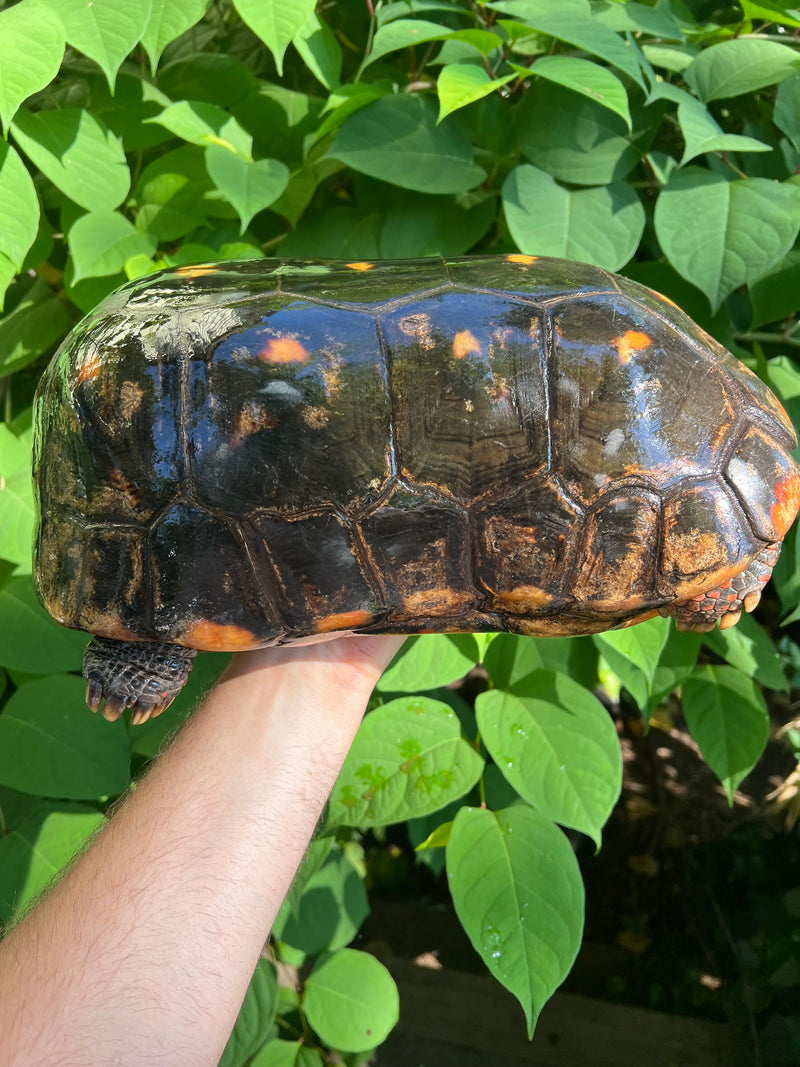 Suriname Red Foot Tortoise Adult Male