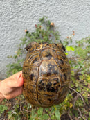 Mesopotamian Greek Tortoise Adult Female
