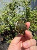 Florida Red Bellied Turtle X Peacock Slider