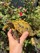 Eastern Hermann's Tortoise Adult Male