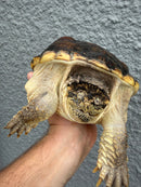 Hypomelanistic Common Snapping Turtle 2024