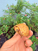 Hypomelanistic Cherryhead Red Foot Tortoise Baby 2026