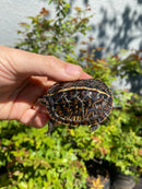 HI YELLOW Florida Box Turtle
