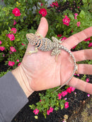 Aquaflame Blue Eastern Collared Lizard Adult Pair