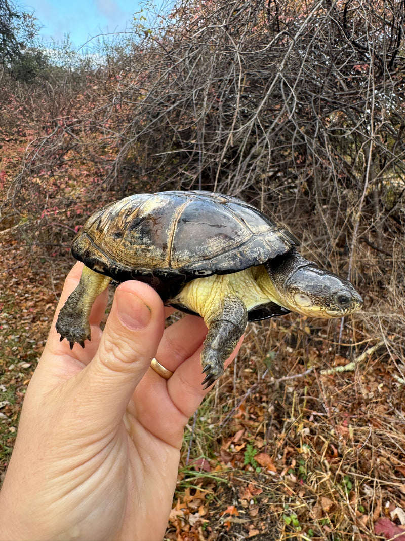 African Dwarf Mud Turtle Adult Female