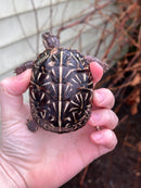 HI YELLOW Florida Box Turtle