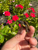 Hi Color Yellow Baby Eastern Box Turtle