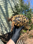 Libyan Greek Tortoise Adult Female