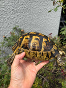 Mesopotamian Greek Tortoise Adult Female