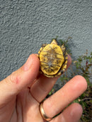 Hi Color Eastern Box Turtle Baby