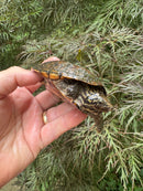 Stripe-necked Musk Turtle Adult Trio