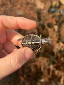HI YELLOW Florida Box Turtle Baby