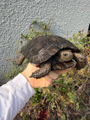 Burmese Black Mountain Tortoise Female