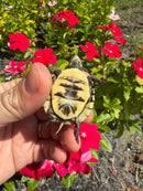 Hi Color Yellow Baby Eastern Box Turtle