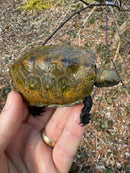 Japanese Pond Turtle 1.3 (Mauremys japonica) (Priced As Group