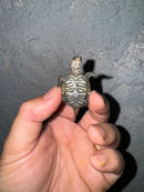 Hi White Concentric Diamondback Terrapin 2024