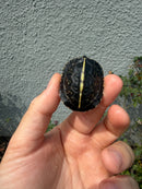 HI YELLOW Florida Box Turtle