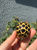 Sri Lankan Star Tortoise