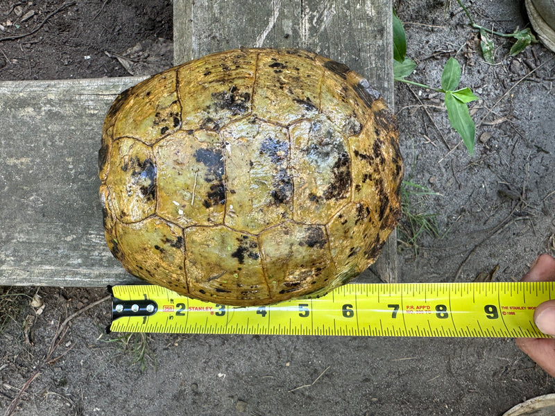 Russian Tortoise Adult Female Group (0.3)   (Testudo horsfieldii)