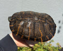 Northern Red Bellied Turtle Fancy Juvenile