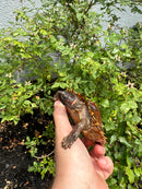 Spiny Hill Turtle CB 2025
