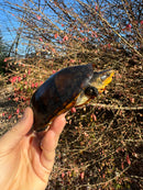 White Lipped Mud Turtle Adult Pair