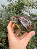 Franco-Italian Pond Turtle Adult Female