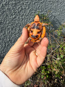 Bourret's Flowerback Box Turtle 2026