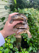 Adanson's Mud Turtles Pair