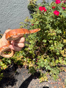 Red Salt Marsh Water Snake Adult Female