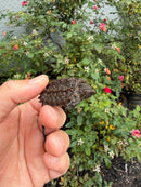 Alligator Snapping Turtle X Common Snapping Turtle