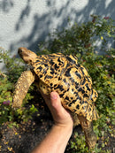 Hi White Leopard Tortoise Female