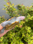 Ornate Diamondback Terrapin Female