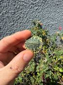 Pastel Clown Red Eared Slider Turtle