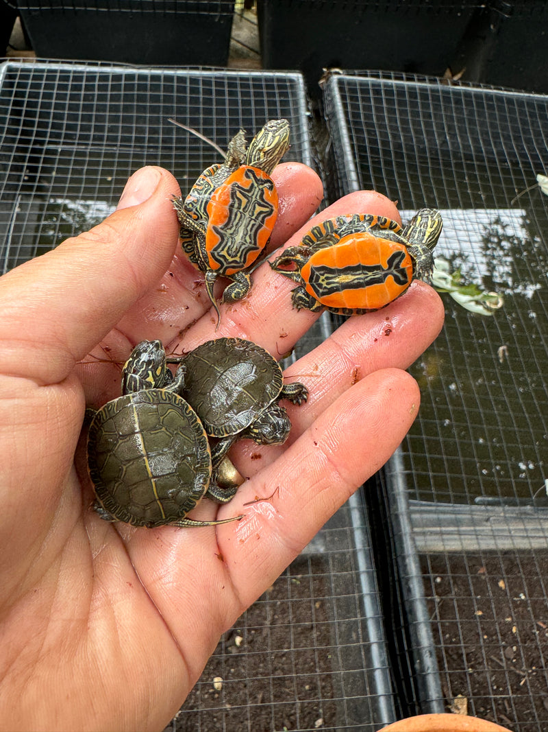 Western Painted Turtle Baby (Chrysemys picta)