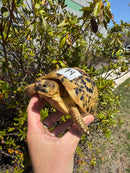 Libyan Greek Tortoise Adult Female