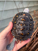Ornate Diamondback Terrapin Female