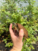 Flat Shell Turtle Juvenile Female 2025
