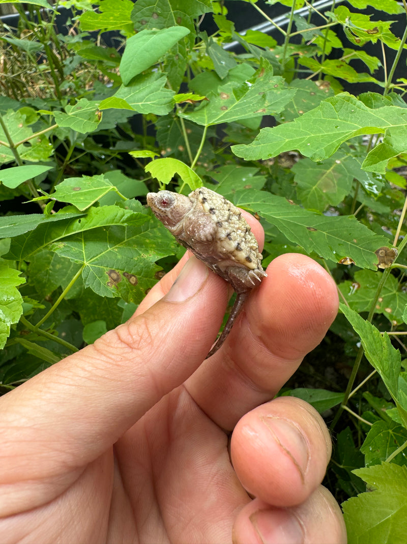 Albino Florida Snapping Turtle 2024