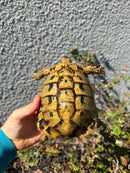 Eastern Hermann's Tortoise Adult Male